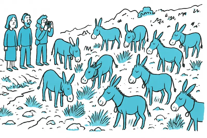 Cool Donkey Work in Sóller: Twelve Gray Donkeys Keep the Streambeds Short